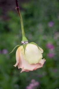 wedding-rings-2291615_1280